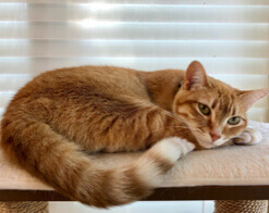 一隻橘色的貓躺在窗台旁邊的壁架上。