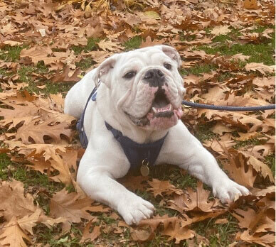 A panting white bulldog wearing a leash and harness lying on grass covered with dry, fallen leaves.