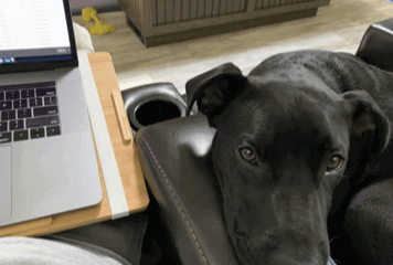A pet dog next to a work laptop.